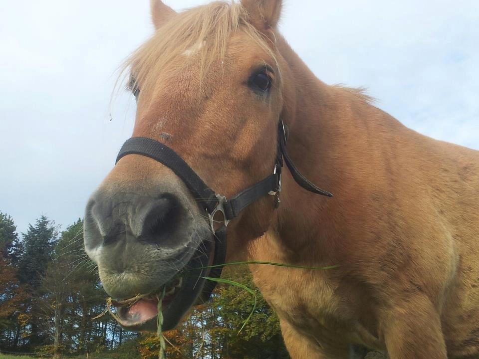 Anden særlig race Nellebjerggård's Gandalf billede 8