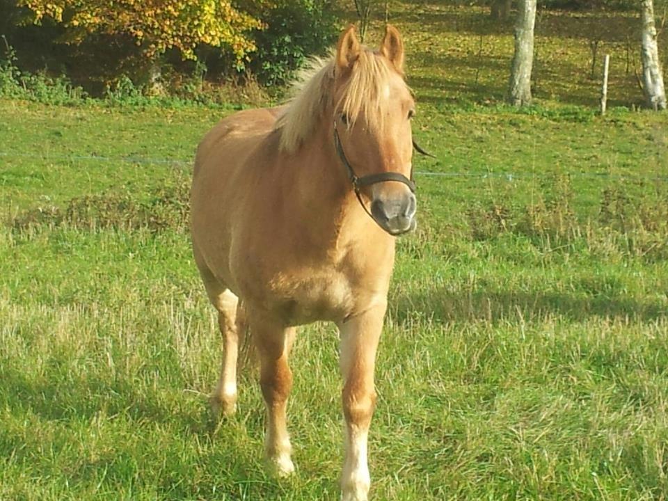 Anden særlig race Nellebjerggård's Gandalf billede 11