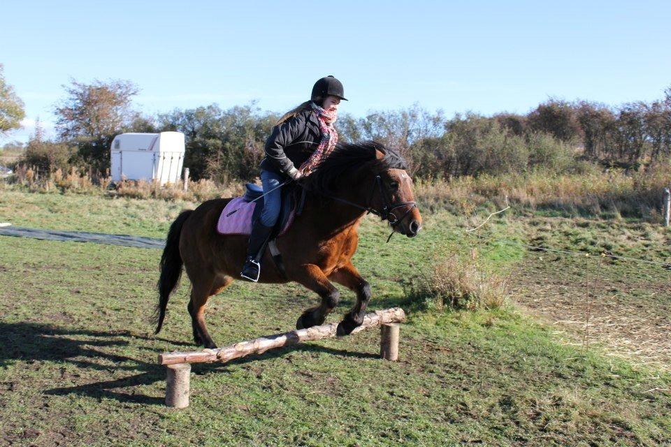 New Forest Tequila Sunrise - Oktoberlejr 2012. Foto: Pia Mouridsen. billede 9