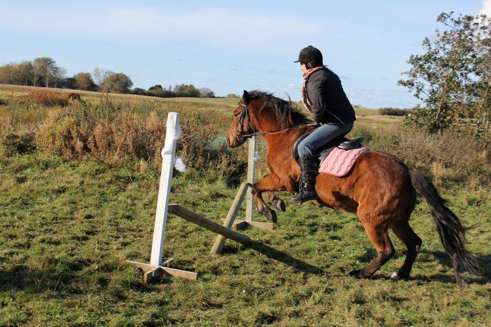 New Forest Tequila Sunrise - Oktoberlejr 2012. Foto: Pia Mouridsen. billede 10