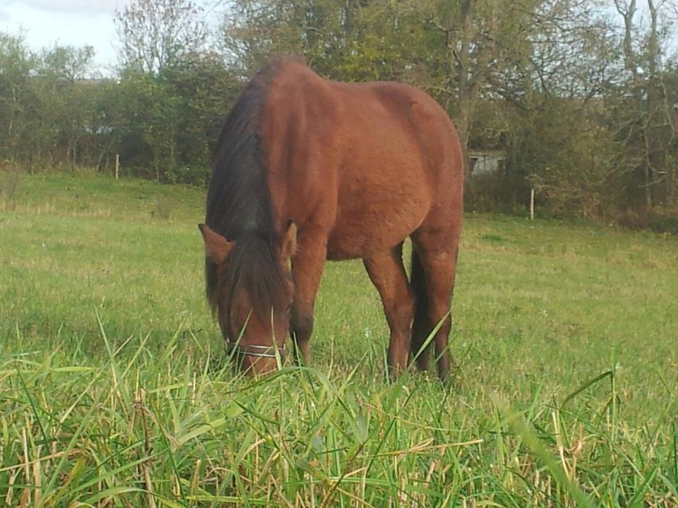 Anden særlig race Nellebjerggård's Annabell (lillepigen) billede 1