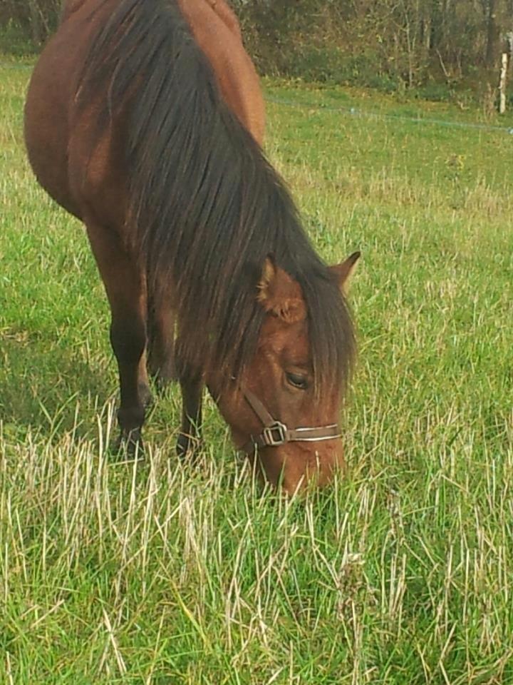 Anden særlig race Nellebjerggård's Annabell (lillepigen) billede 3