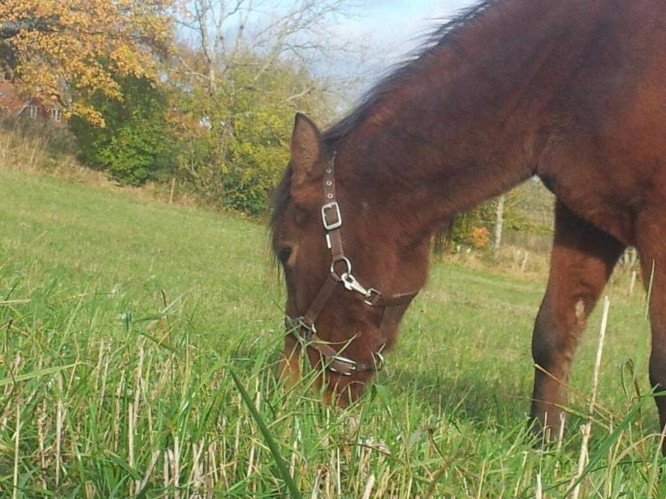 Anden særlig race Nellebjerggård's Annabell (lillepigen) billede 4