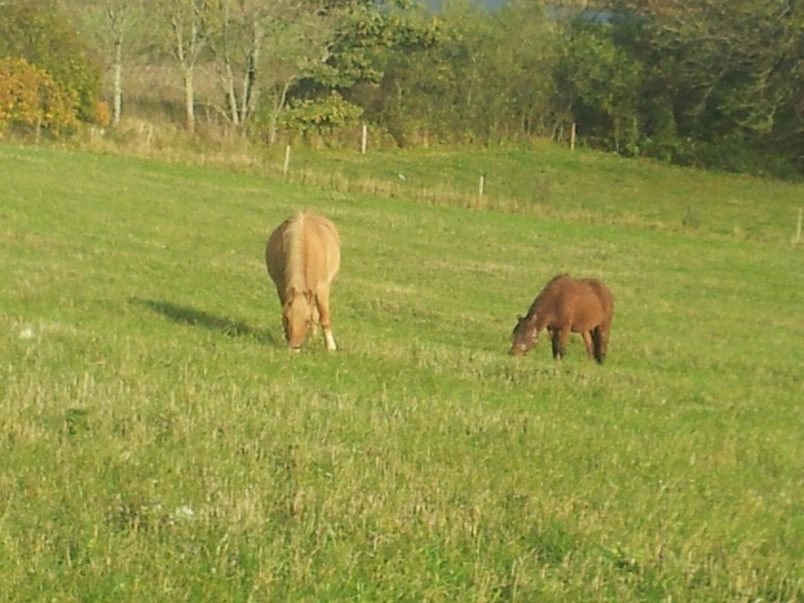 Anden særlig race Nellebjerggård's Annabell (lillepigen) billede 5
