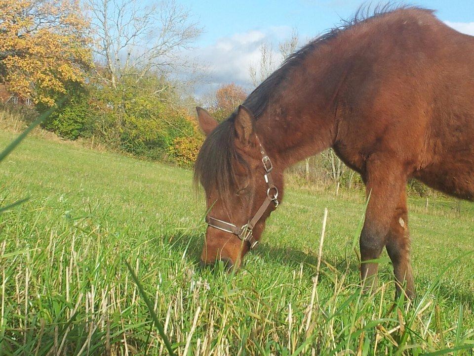 Anden særlig race Nellebjerggård's Annabell (lillepigen) billede 6