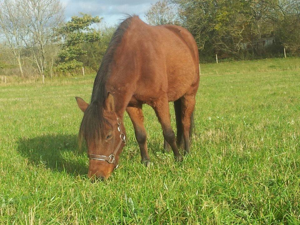 Anden særlig race Nellebjerggård's Annabell (lillepigen) billede 7