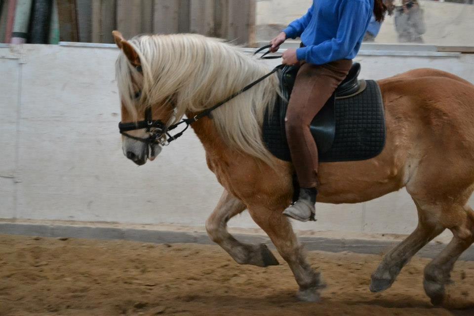 Haflinger Harald - Galloparbejde d. 28/10-2010. For første gang i bærring i galloppen i lang tid. :) billede 2