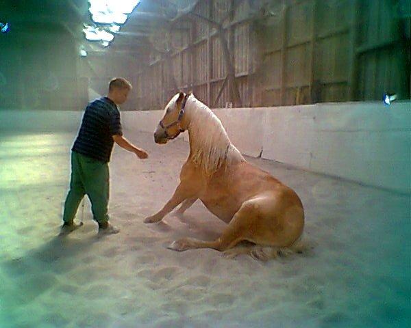 Haflinger Harald - Igang med at lære at sidde ned, sammen med Matthew. Sommer 2012.  billede 4