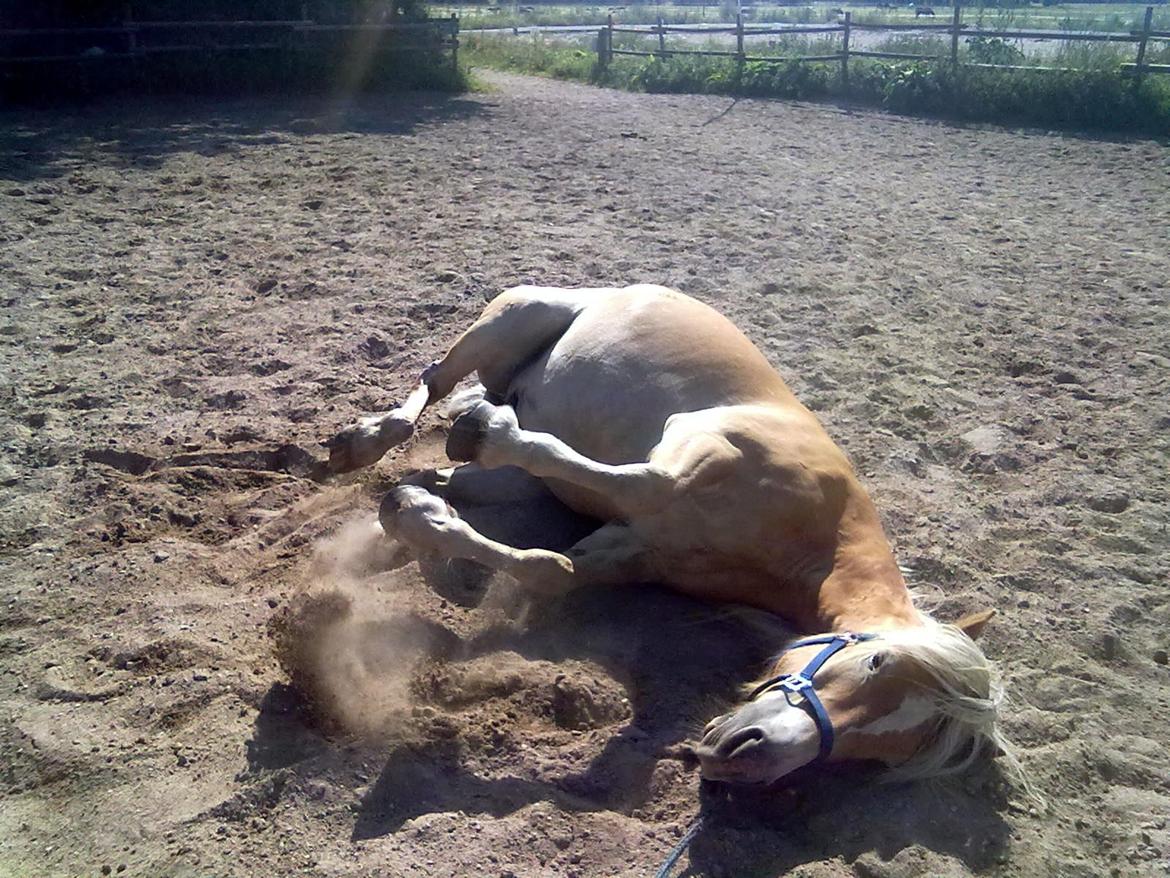 Haflinger Harald - Nyder en dejlig rulletur i sandet sommeren 2012. billede 6