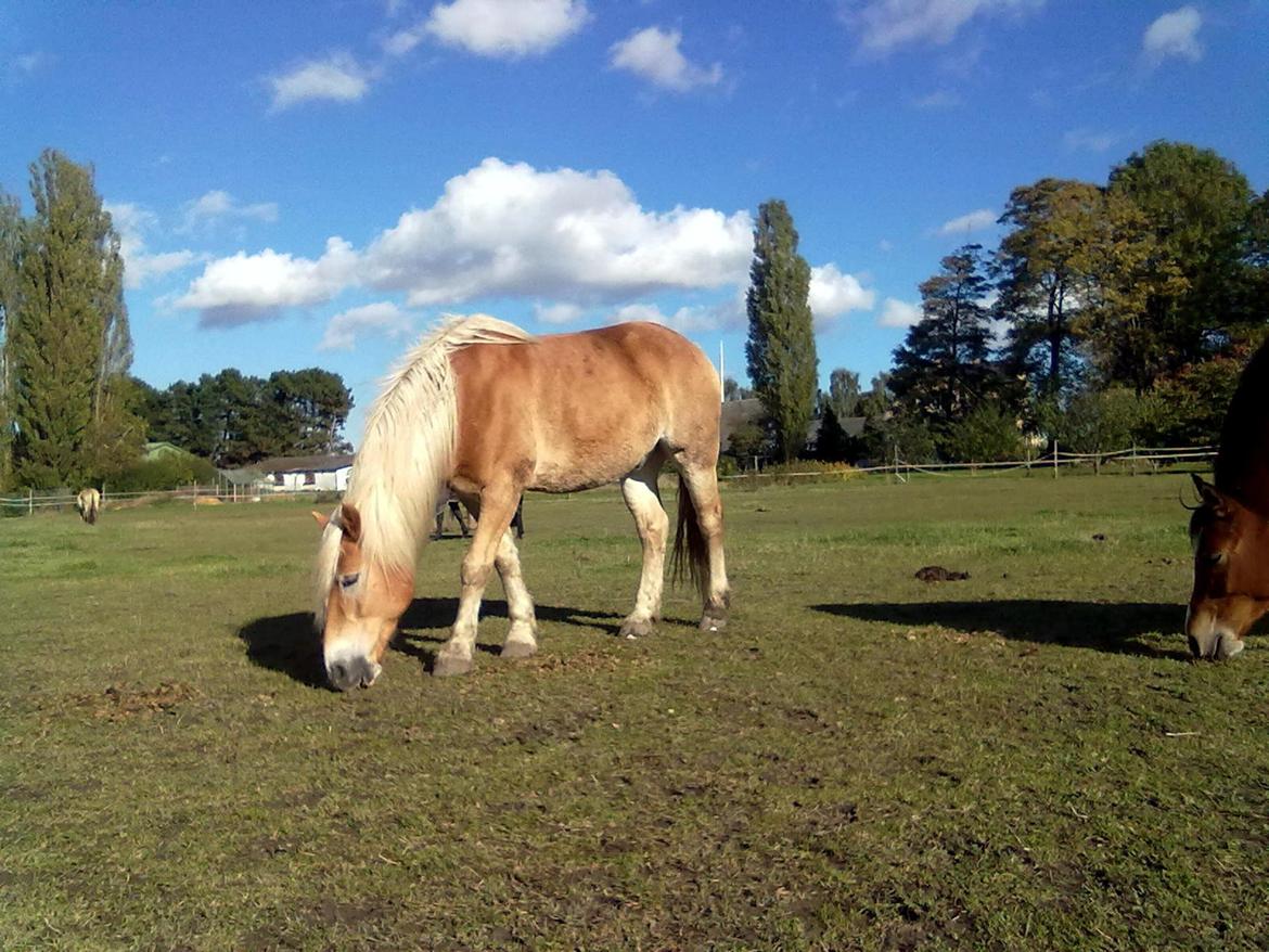 Haflinger Harald - Det sidste græs på vinterfolden bliver nu spist. :) 2012 billede 9