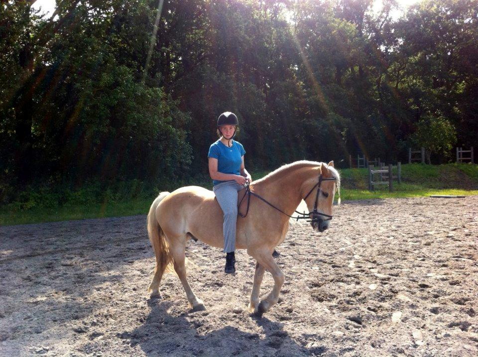 Haflinger Harald - Varm sommerdag 2010. :) billede 11