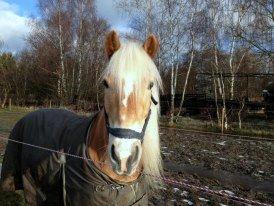 Haflinger Harald - Min smukke skat. :) 2011. billede 14