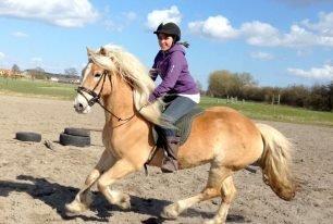 Haflinger Harald - Afslappet, hyggelig gallop med Sare. :) Forår 2012. billede 15