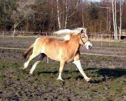 Haflinger Harald - Af sti afsted det går. :) 2011 billede 16