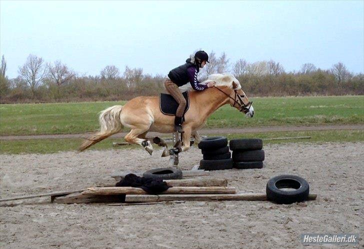 Haflinger Harald - Sikke dog et hop! Han landte med bagbenene først. :) billede 18