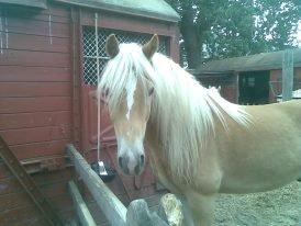 Haflinger Harald - Harald 2009, på Hestedrochen. :) billede 19