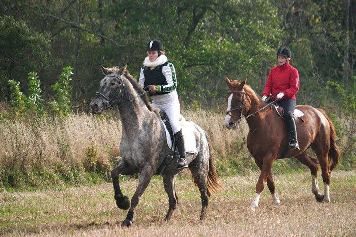 Knabstrupper valiente estrella (Villy) (RIP) d. 17/7-15 billede 14