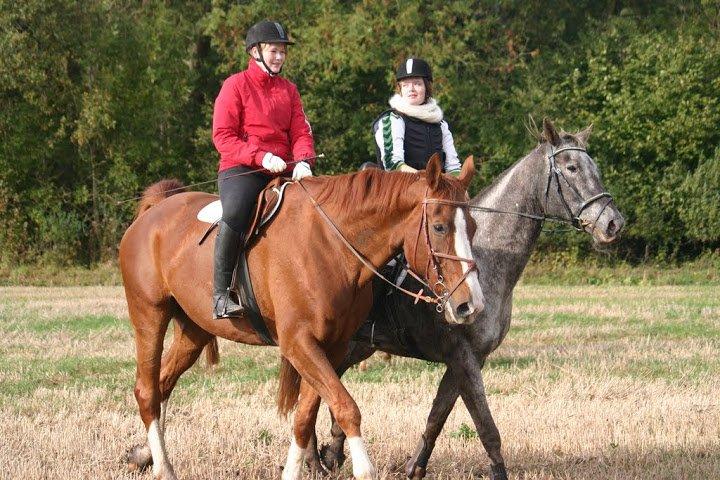 Knabstrupper valiente estrella (Villy) (RIP) d. 17/7-15 billede 15