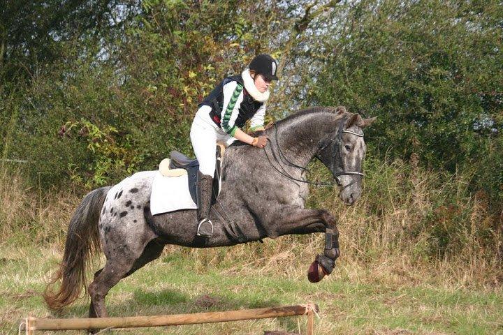 Knabstrupper valiente estrella (Villy) (RIP) d. 17/7-15 billede 16