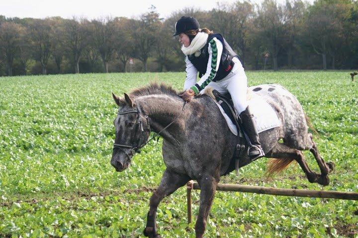 Knabstrupper valiente estrella (Villy) (RIP) d. 17/7-15 billede 17