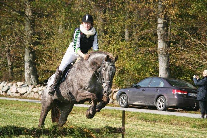 Knabstrupper valiente estrella (Villy) (RIP) d. 17/7-15 billede 18