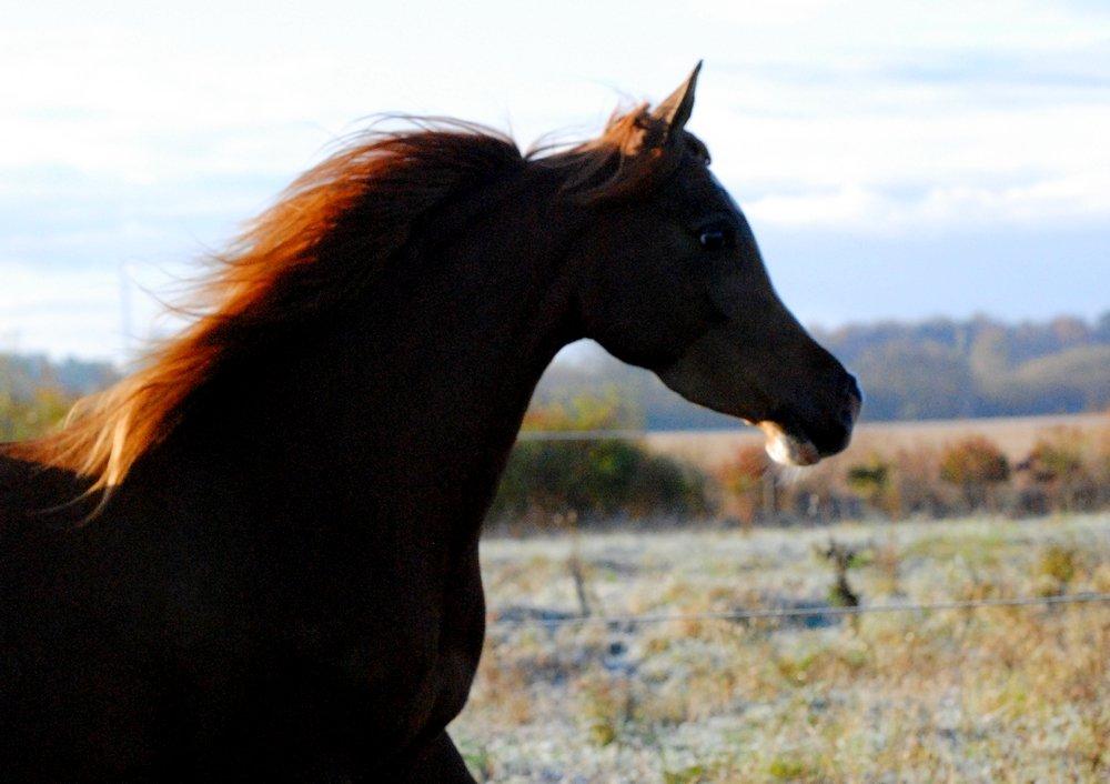 Arabisk fuldblod (OX) Itaya El Shaklan billede 29