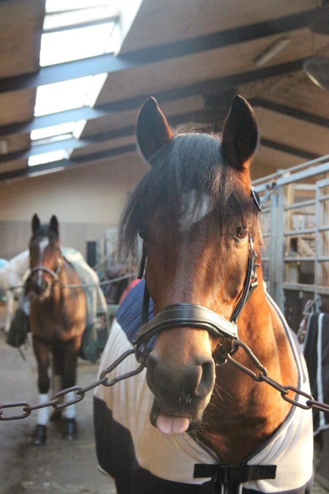 Anden særlig race Casido *B-PONY*SOLGT* - Casido inden stævne:-)
Foto: Line Nygaard billede 4