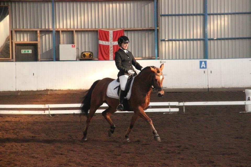 Anden særlig race Casido *B-PONY*SOLGT* - Ponyen i en lækker middeltrav!
Foto: Line Nygaard billede 12
