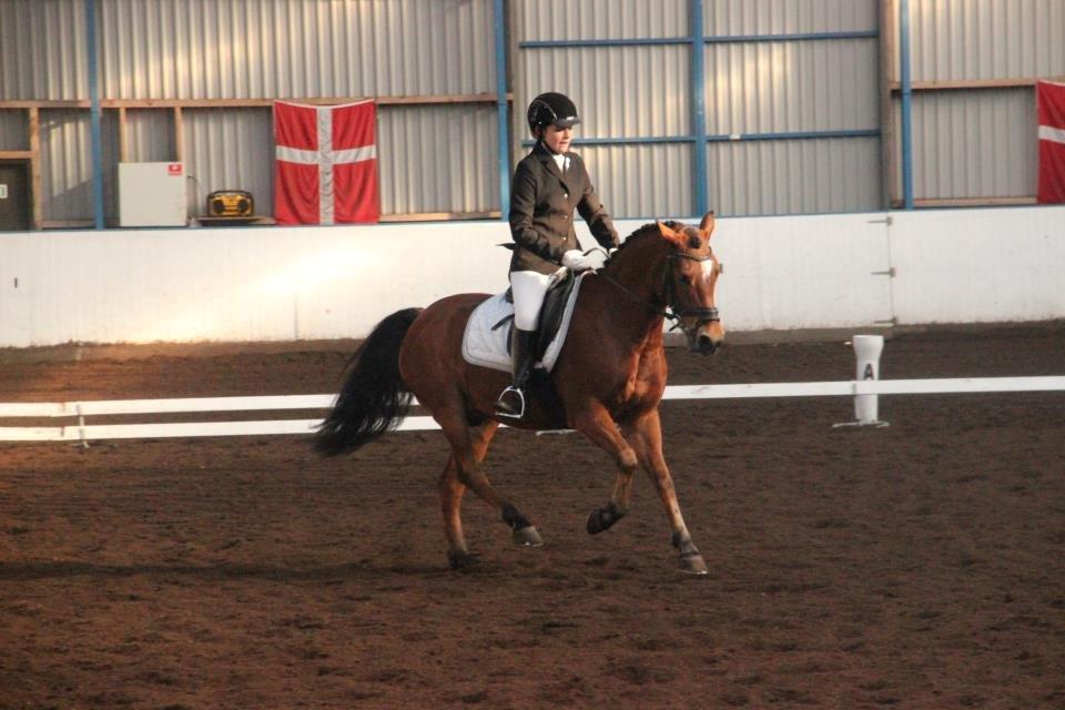 Anden særlig race Casido *B-PONY*SOLGT* - Ponyen i en lækker galop!
Foto: Line Nygaard billede 17