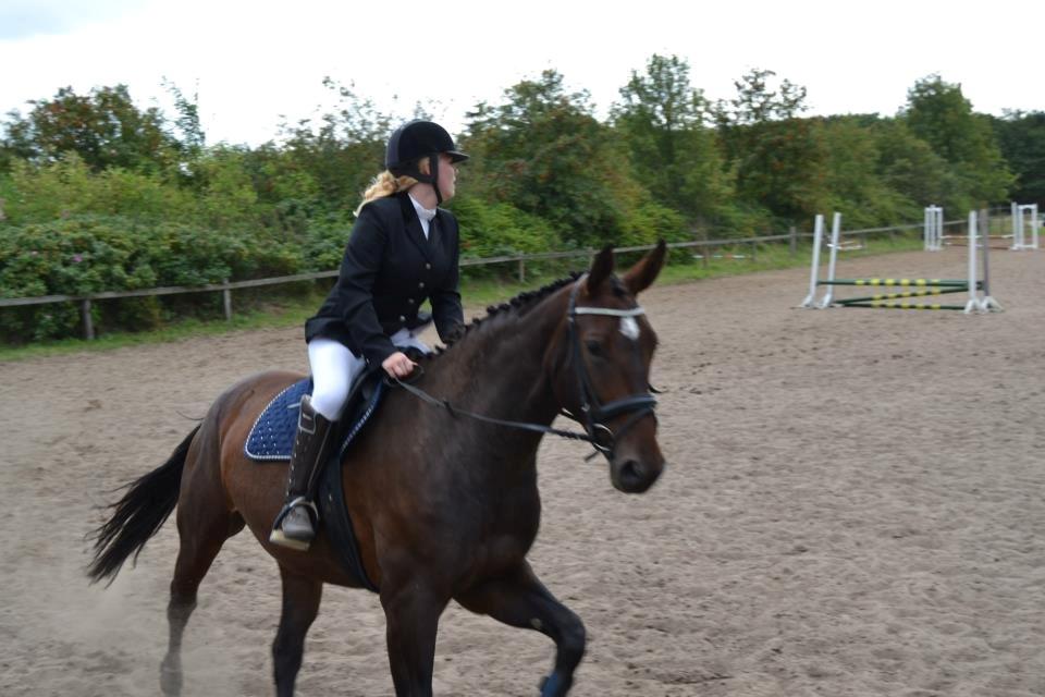 Dansk Varmblod Molly af Brorstrup billede 14