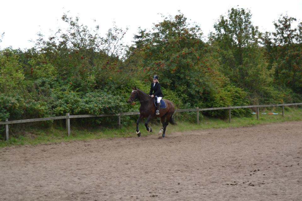 Dansk Varmblod Molly af Brorstrup billede 15