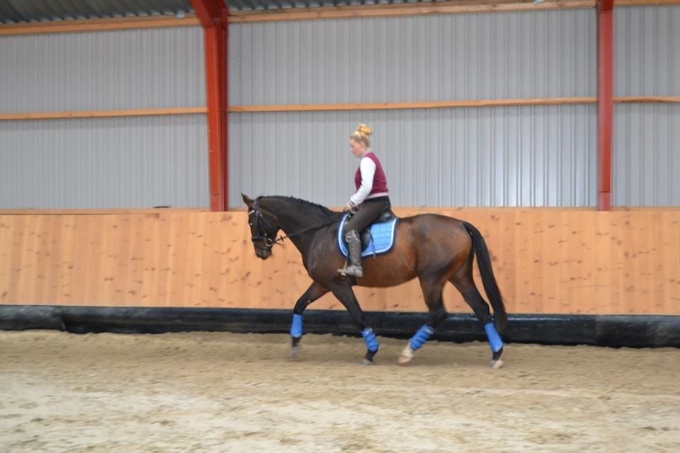 Dansk Varmblod Molly af Brorstrup billede 16