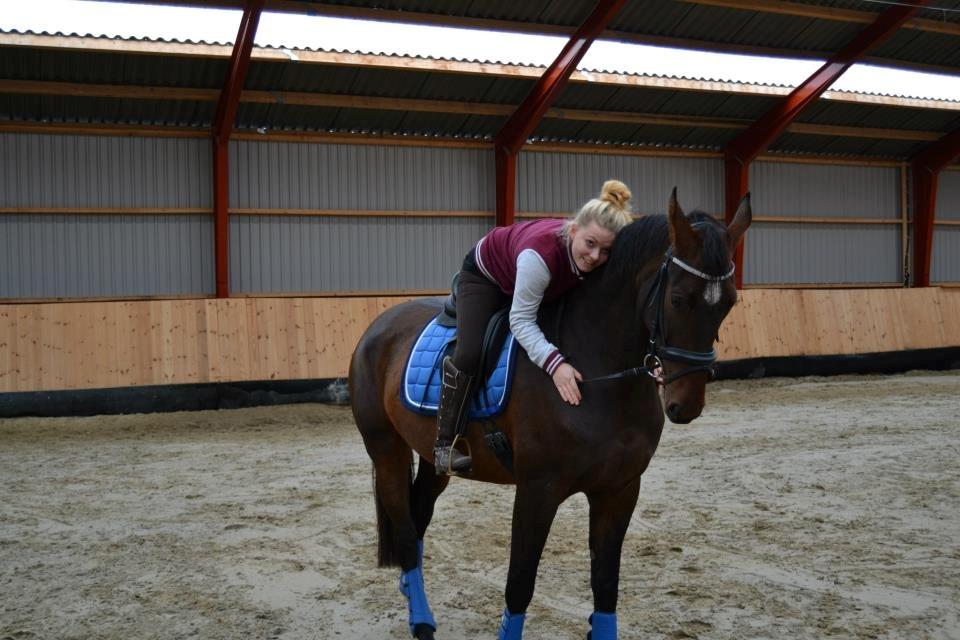 Dansk Varmblod Molly af Brorstrup billede 1