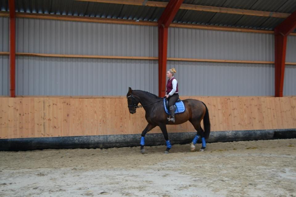 Dansk Varmblod Molly af Brorstrup billede 17