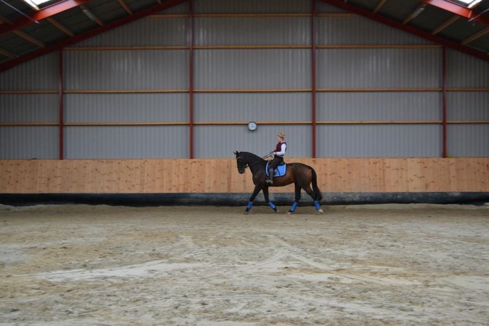 Dansk Varmblod Molly af Brorstrup billede 18