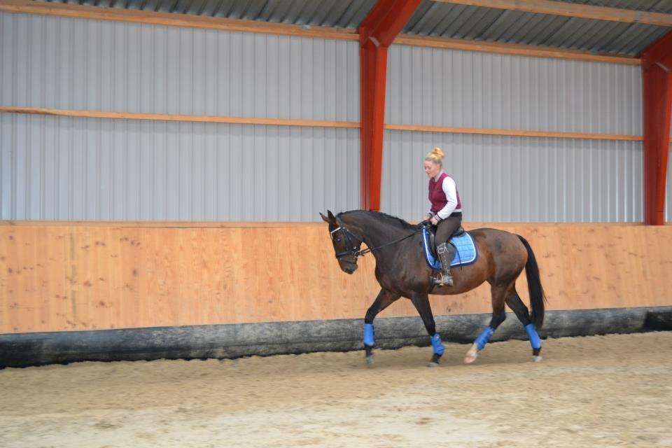 Dansk Varmblod Molly af Brorstrup billede 19