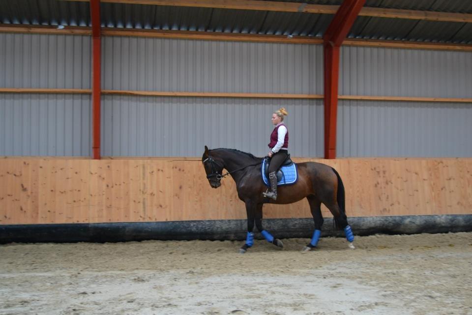 Dansk Varmblod Molly af Brorstrup billede 20