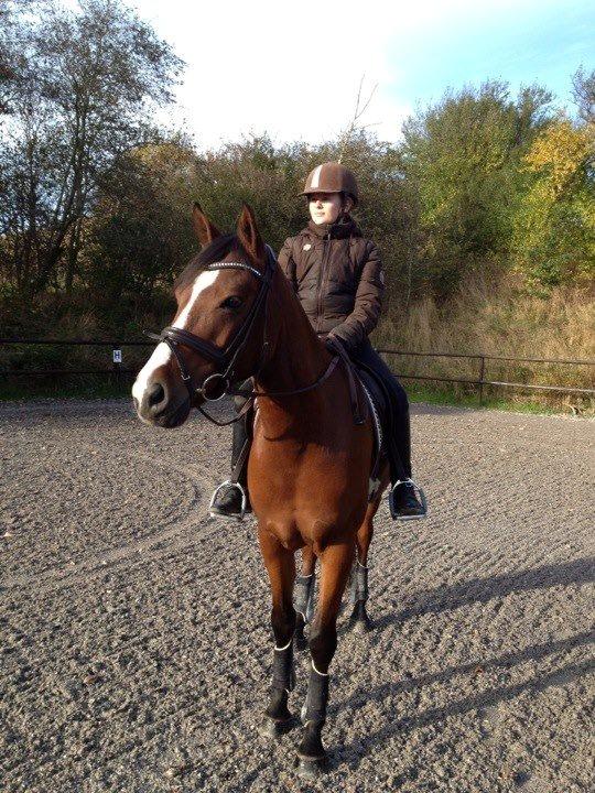 DSP Røgild's Chico - årets DSP hingsteføl i 2006 billede 9