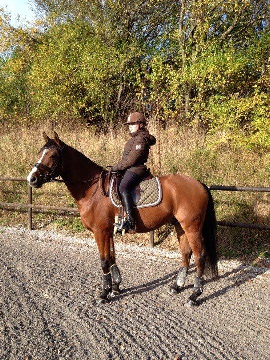 DSP Røgild's Chico - årets DSP hingsteføl i 2006 billede 10