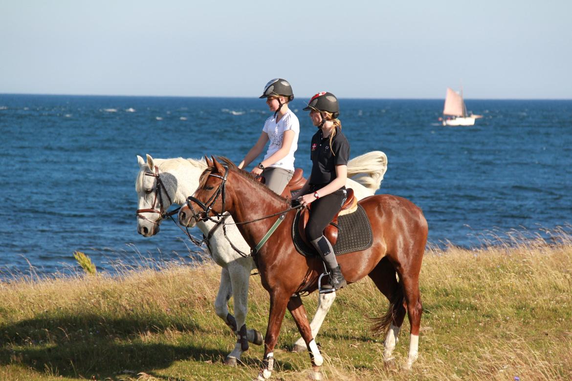 DSP Jestis Antine BRSDH 277 billede 12