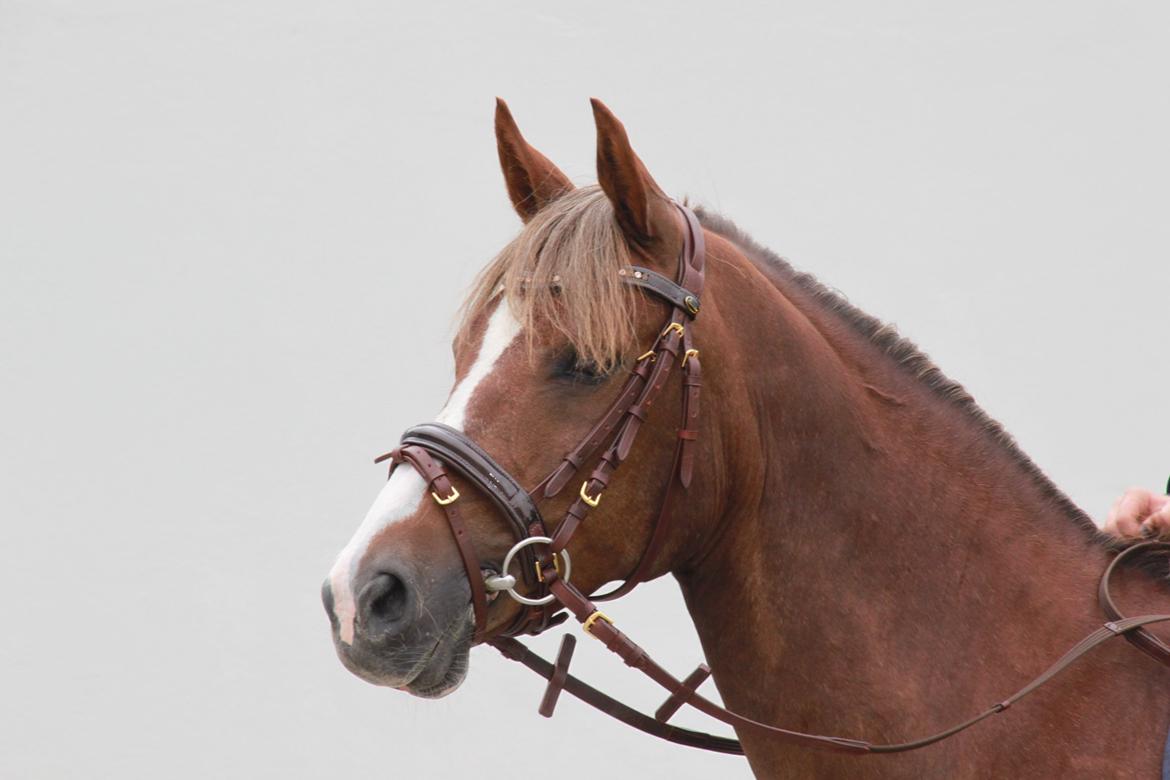 DSP Jestis Antine BRSDH 277 billede 15