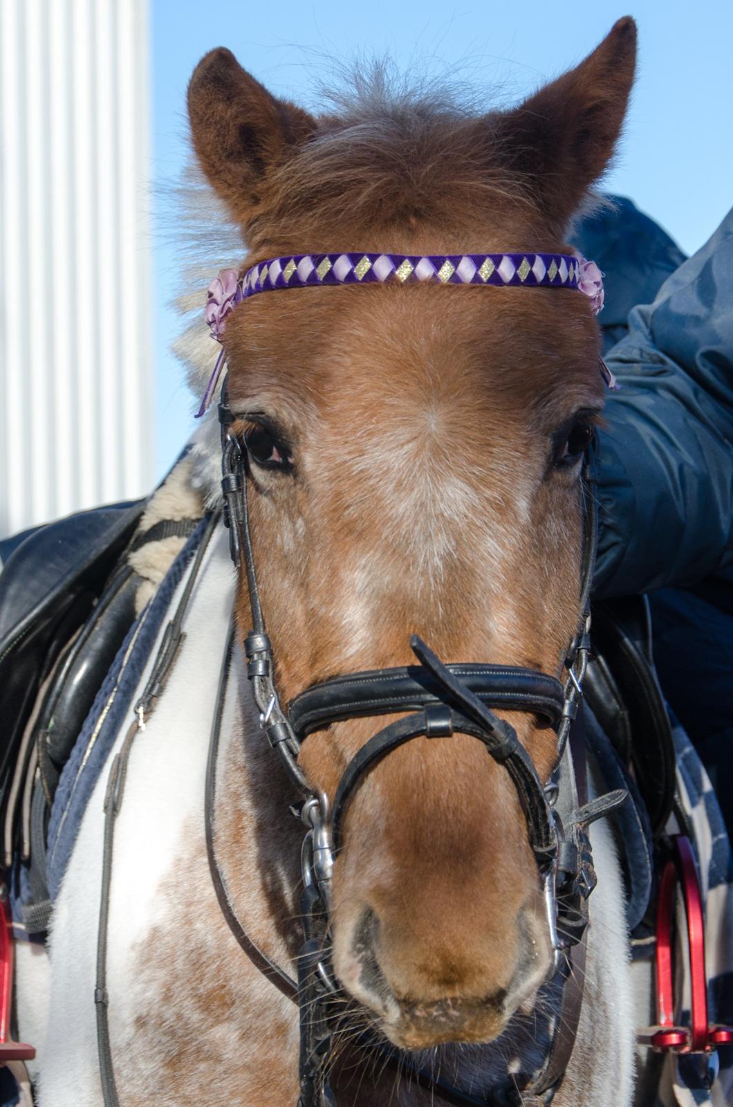 Anden særlig race Bonny billede 17