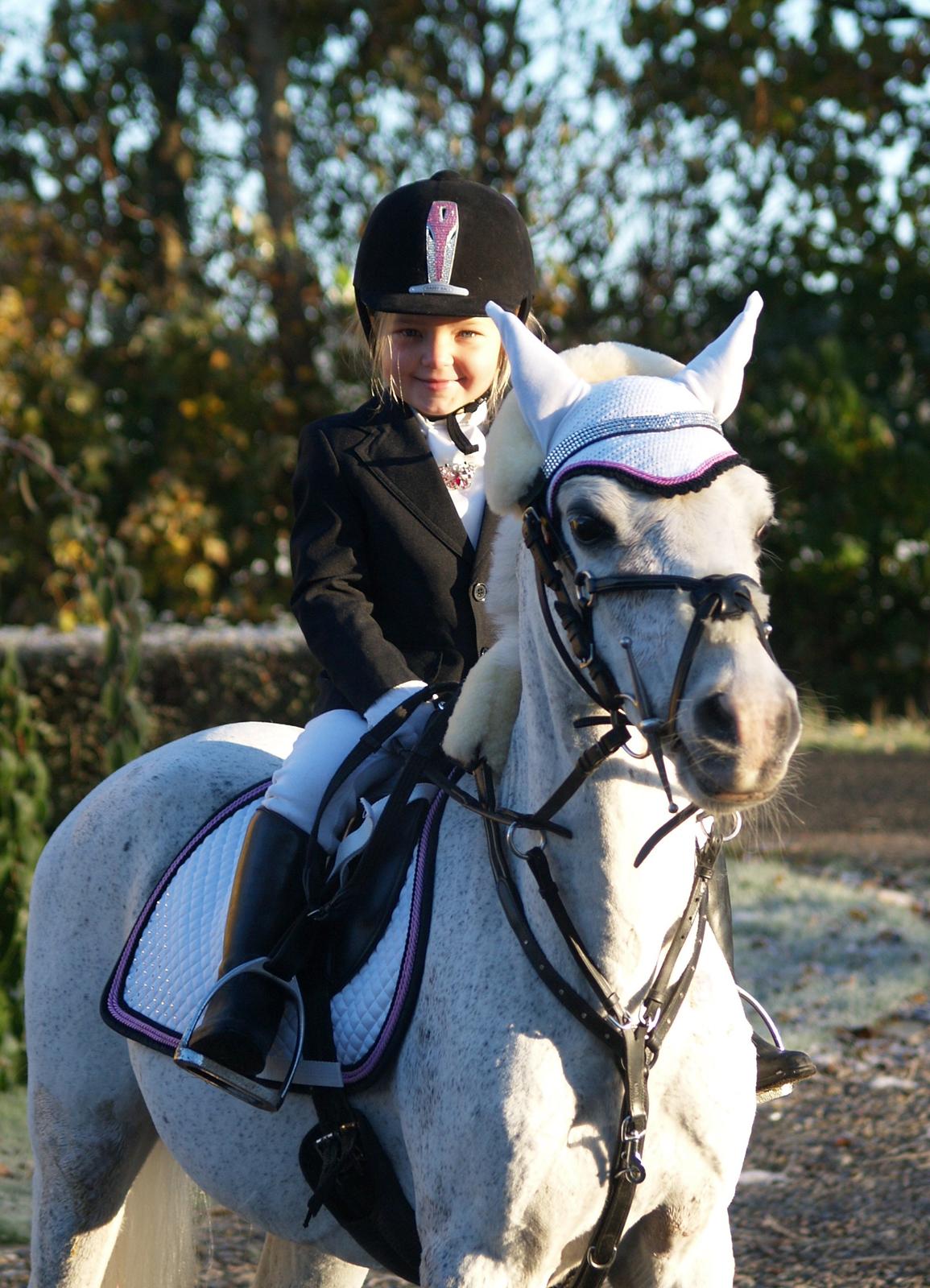 Welsh Mountain (sec A) Hedegårdens Prins - Celina (5 år) på Prins. billede 8