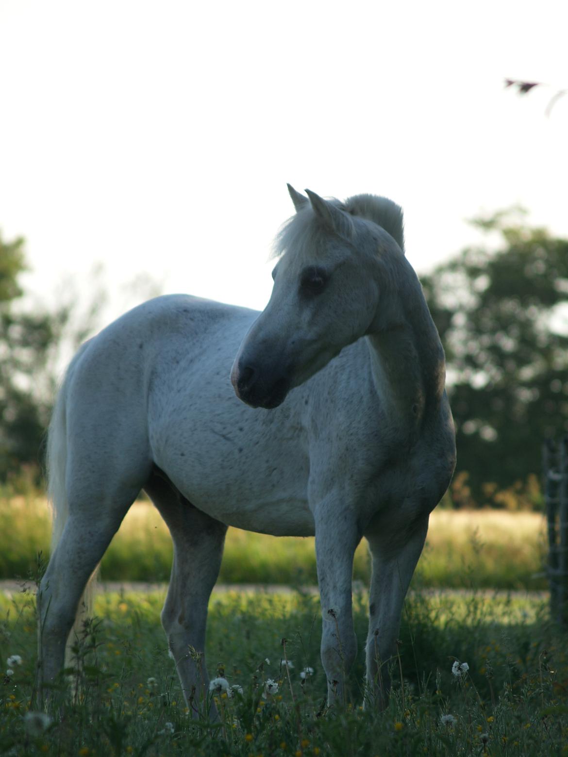 Welsh Mountain (sec A) Hedegårdens Prins - Prins 25 år... billede 13