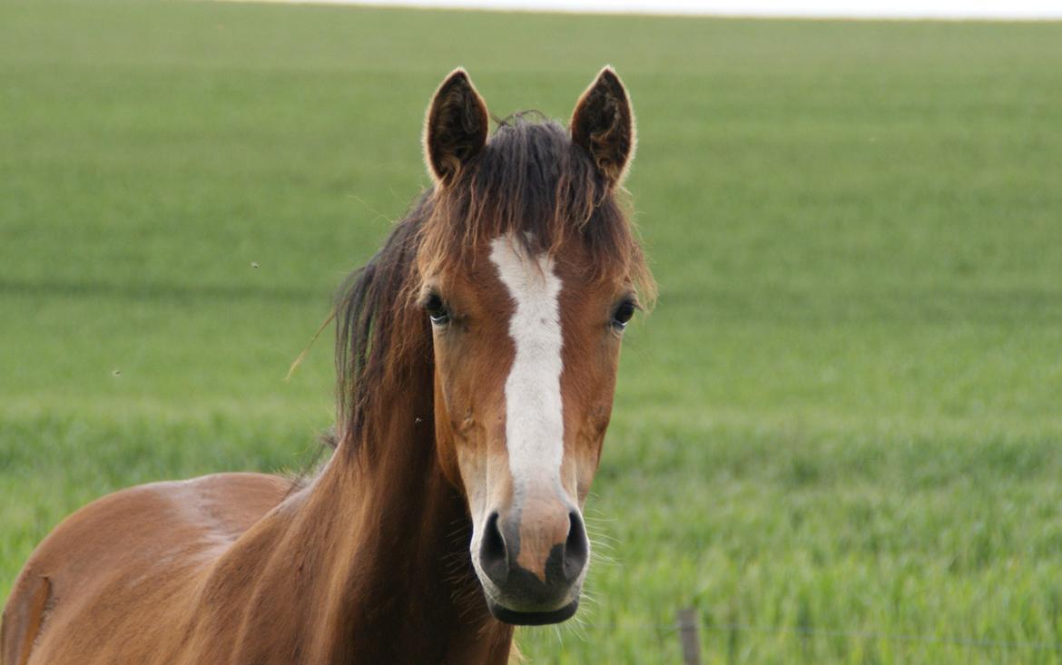 DSP Fredbo´s Rondo Royal<3 billede 19