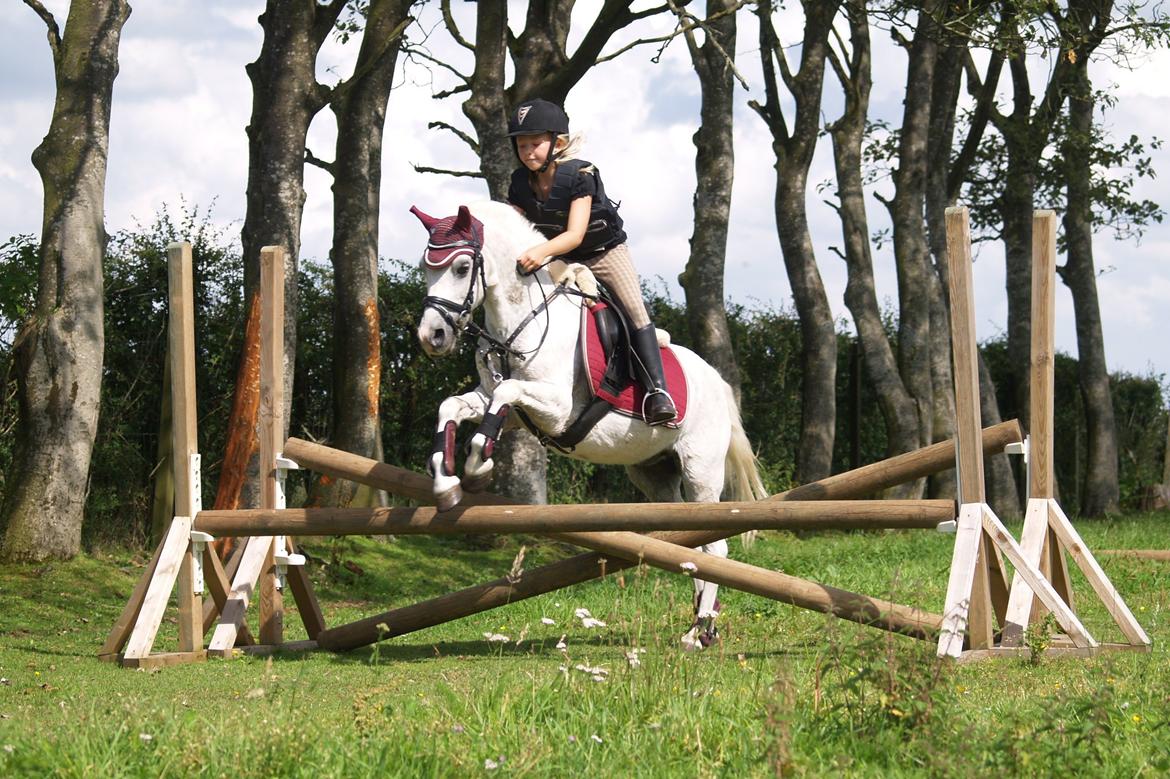 Welsh Mountain (sec A) Hedegårdens Prins - 25 år gamle Prins med Sofia (8 år). billede 12