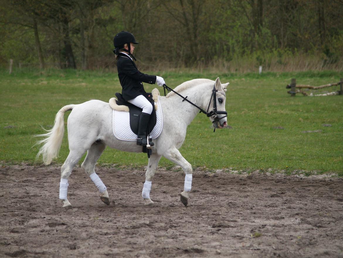 Welsh Mountain (sec A) Hedegårdens Prins billede 3