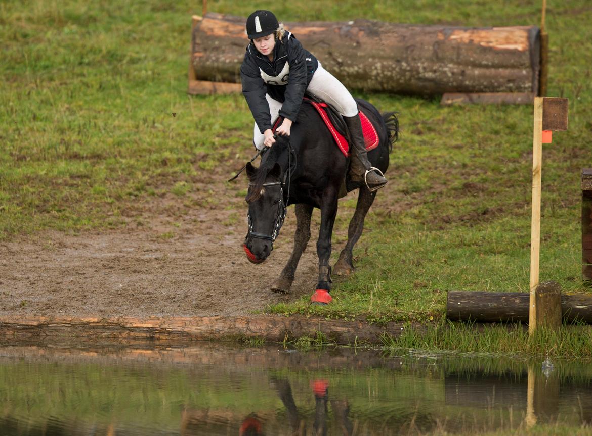 Welsh Cob (sec D) Garnfach Lona (Lonski) **SOLGT ** - intet stop:D
men ja har prøvet at falde af hende og ned i vandet til træning :/ lidt (meget) koldt ;)  billede 13