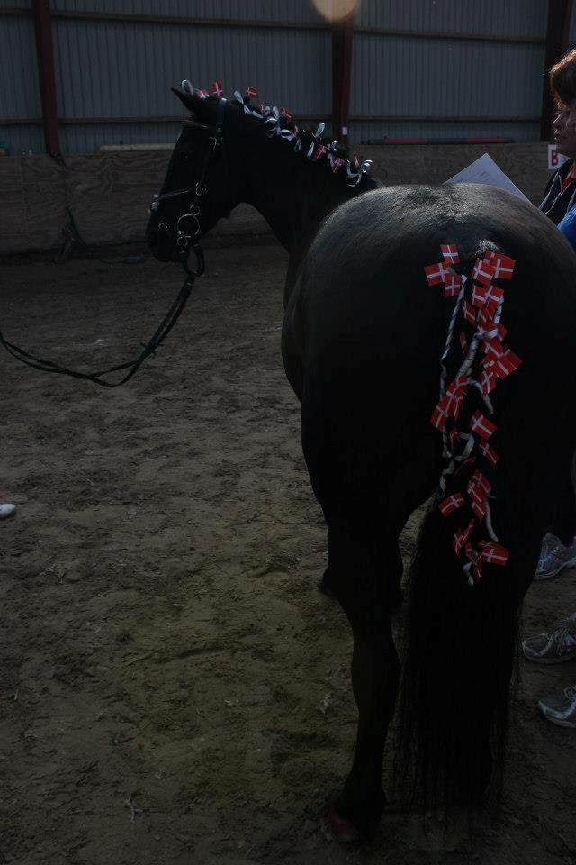 Welsh Cob (sec D) Garnfach Lona (Lonski) **SOLGT ** billede 14