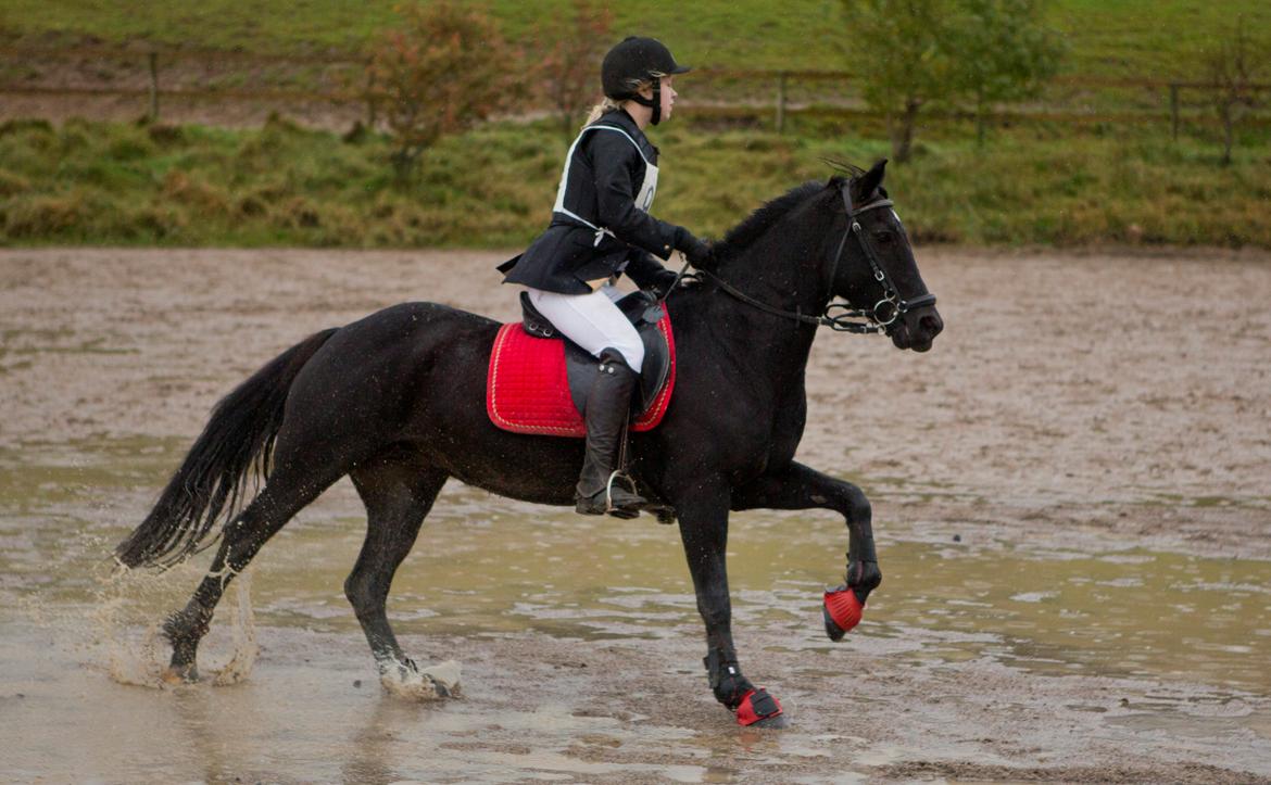 Welsh Cob (sec D) Garnfach Lona (Lonski) **SOLGT ** billede 15